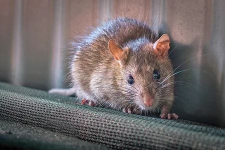 mouse in a house
