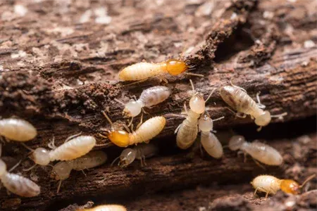 termites on wood