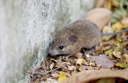 mouse outside home