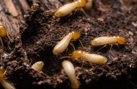 termites on wood