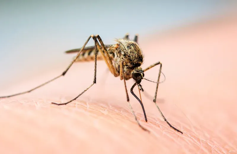 mosquito on someone's arm