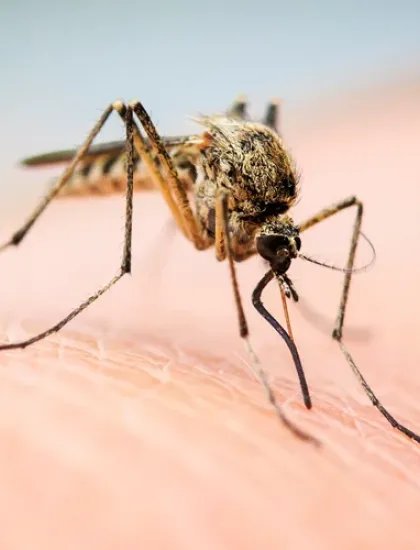 mosquito on someone's arm