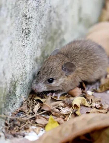 mouse outside of a home