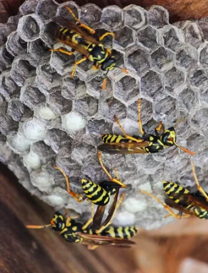 wasp nest