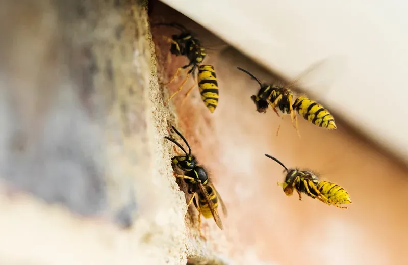 bees nest on house