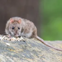norway rats