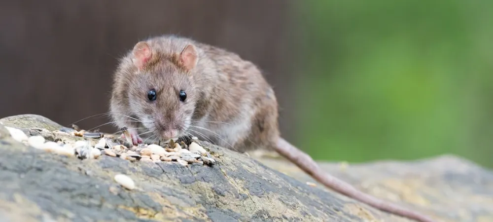 norway rats